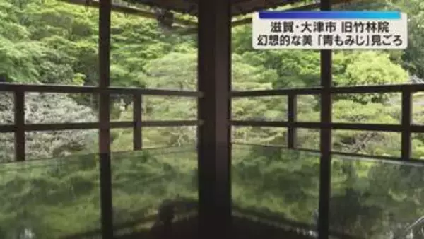 「反射する景色が本当にきれい」机に映りこむ幻想的な新緑『青もみじ』見ごろ　滋賀県大津市の旧竹林院