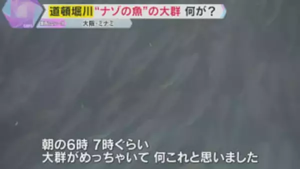 【異様】大阪・道頓堀川の水面を埋め尽くす“ナゾの魚”の大群　潮に乗ってエサを探しにやってきた？