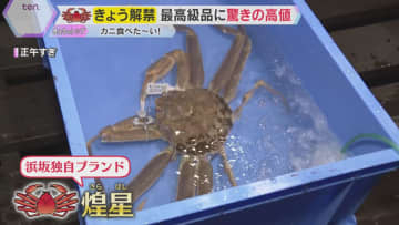 冬の味覚の王様『ズワイガニ』漁が6日解禁　最高級品に驚きの値段が!?兵庫・浜坂漁港で初セリ