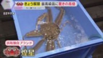 冬の味覚の王様『ズワイガニ』漁が6日解禁　最高級品に驚きの値段が!?　兵庫・浜坂漁港で初セリ