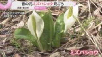 兵庫県の天然記念物、春告げる「ミズバショウ」が見ごろ　3000株が自生し可憐な花　兵庫・養父市