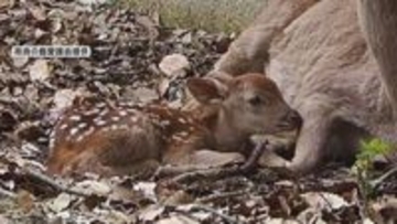 奈良公園で今年最初のシカの赤ちゃん誕生