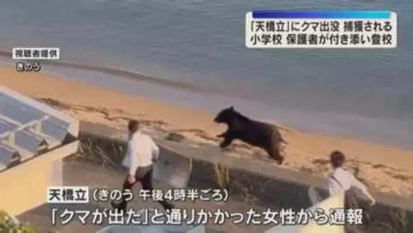 【動画】追い立てられて海岸を走り回る…「天橋立」にクマ出没　麻酔銃使い捕獲