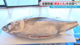 「「一切れで赤身のおいしさ＆中トロのような脂感」京都府産の『都まぐろ』をブランド化しPR」の画像1