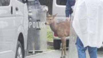 【速報】大阪の“迷い”シカ「何かの縁」能勢町の能勢温泉が受け入れ　名前の候補は「シカやん」