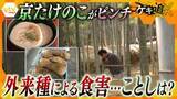 「【危機】「仕事にならない」外来種の蛾による食害で京たけのこに異変　今年の出来は？対策と残る課題」の画像1