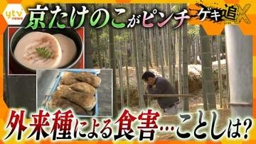 【危機】「仕事にならない」外来種の蛾による食害で京たけのこに異変　今年の出来は？対策と残る課題