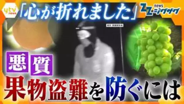【卑劣】梨5000個にシャインマスカット400房…相次ぐブランド果物の“大量盗難”　生産者の半数が被害経験、泣き寝入りも…窃盗のウラに“案件屋”存在か
