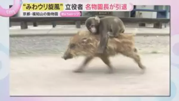 イノシシにまたがり散歩するサルで一世を風靡「みわウリ旋風」立役者　名物園長が引退　あの2匹は今？　京都・福知山市