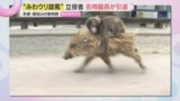 イノシシにまたがり散歩するサルで一世を風靡「みわウリ旋風」立役者　名物園長が引退　あの2匹は今？　京都・福知山市