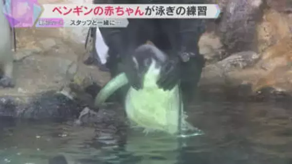 エンペラーペンギンの赤ちゃん　泳ぎの練習を初公開　白浜・アドベンチャーワールドのスタッフと一緒に