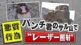 「【怒り】｢失明もあり得る｣人気子ザルのパンチ君に“レーザー照射”！？着ぐるみでサル山に侵入も…相次ぐ迷惑行為に園も対策へ」の画像1