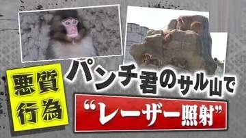 【怒り】｢失明もあり得る｣人気子ザルのパンチ君に“レーザー照射”！？着ぐるみでサル山に侵入も…相次ぐ迷惑行為に園も対策へ