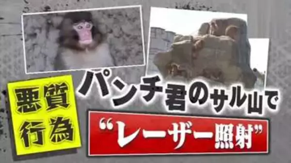 【怒り】｢失明もあり得る｣人気子ザルのパンチ君に“レーザー照射”！？着ぐるみでサル山に侵入も…相次ぐ迷惑行為に園も対策へ