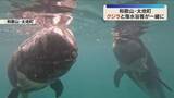 「海水浴客とクジラが一緒に泳げる　お盆を前に人気　和歌山・太地町」の画像1