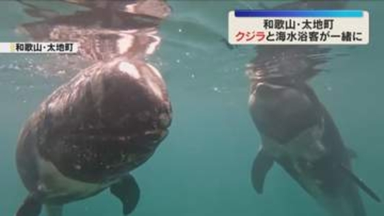 海水浴客とクジラが一緒に泳げる　お盆を前に人気　和歌山・太地町