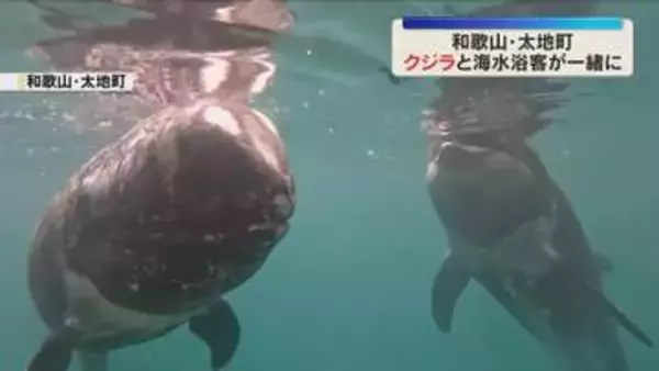 海水浴客とクジラが一緒に泳げる　お盆を前に人気　和歌山・太地町