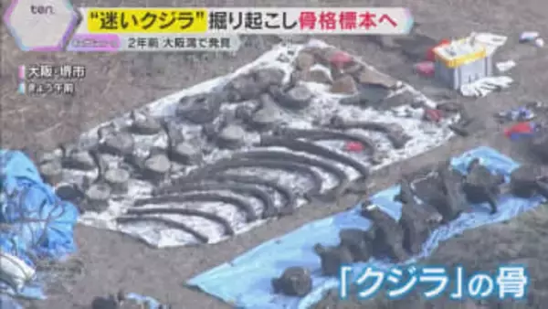 大阪湾の“迷いクジラ” 地中から掘り起こして骨格標本へ　約3年かけて組み立て大阪の博物館で展示へ