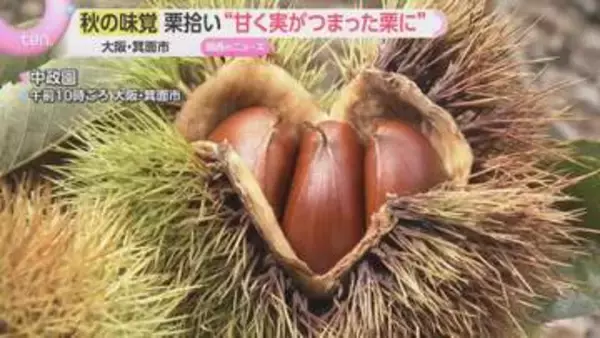 “小ぶりだけど甘い”　秋の味覚・栗拾い　大阪の体験農園にぎわう