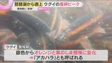 「琵琶湖から遡上したウグイの産卵ピーク　水しぶきあげて川底の石に…繁殖期はしま模様に　滋賀・安曇川」の画像1