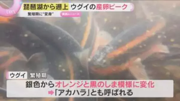琵琶湖から遡上したウグイの産卵ピーク　水しぶきあげて川底の石に…繁殖期はしま模様に　滋賀・安曇川