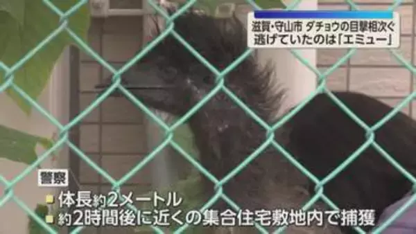 「ダチョウが走っている」との目撃情報相次ぐ　正体は…「エミュー」　移動動物園から逃走も捕獲