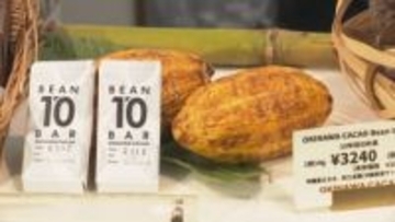 栽培開始から10年…『沖縄産カカオ』で目指す未来と挑戦「人が地域に来るきっかけ作りを」バレンタインに考える“チョコレートの可能性”