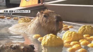 寒さが苦手なカピバラたちが「ゆず湯」を満喫　冬至を前に毎年恒例のプレゼント　姫路セントラルパーク