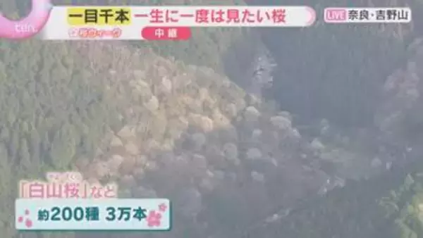 「【空から花見③】“一目千本”ならぬ“一目3万本”　一生に一度は見たい日本古来の桜　奈良・吉野山」の画像