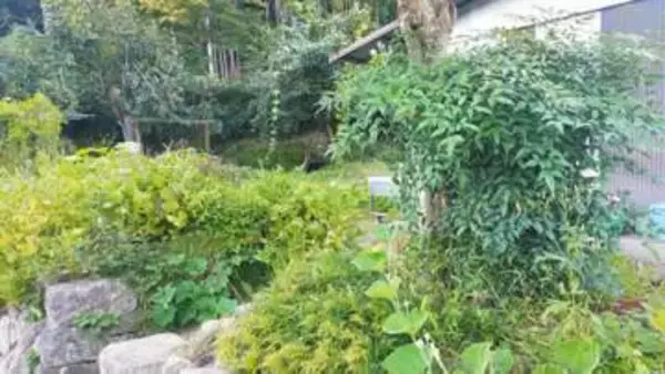 【柿の木にクマ】兵庫県豊岡市で緊急銃猟　兵庫県内で2件目
