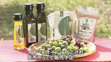 宮津市でオリーブの実の収穫　今年は例年に比べて約2倍の収穫量に