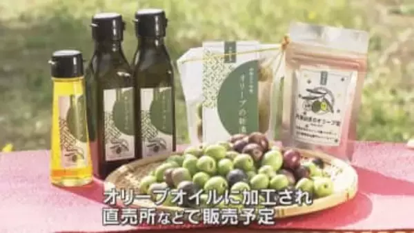 宮津市でオリーブの実の収穫　今年は例年に比べて約2倍の収穫量に