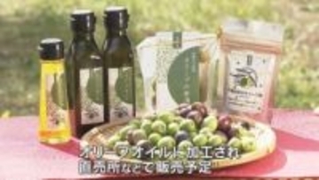 宮津市でオリーブの実の収穫　ことしは例年に比べておよそ２倍の収穫量に