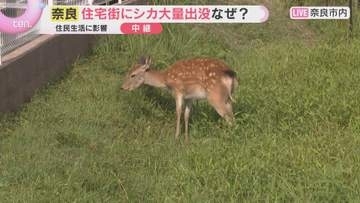 奈良の住宅街にシカ大量出没　頭数が過去最多、エサ不足で奈良公園の外へ…接触事故や農作物被害も懸念