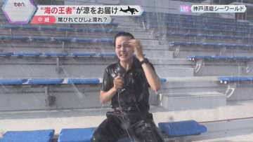 びしょ濡れ覚悟で涼しさいっぱい！ 神戸須磨シーワールド　西日本でシャチを見られるのはここだけ