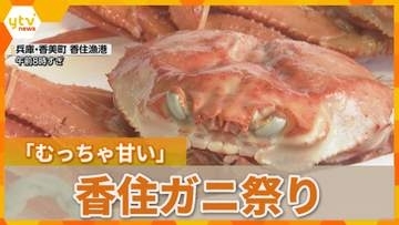 「めっちゃ甘い」秋の美味『香住ガニまつり』開催　5分間で競う『食べ方上手選手権』も　兵庫・香美町