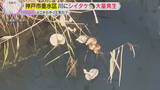 「【謎】どうして？どこから？”おびただしい数”のシイタケ　神戸市垂水区の川に出現、誰かが捨てた？」の画像1