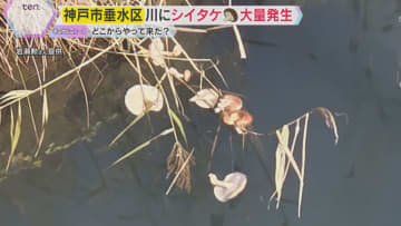 【謎】どうして？どこから？”おびただしい数”のシイタケ　神戸市垂水区の川に出現、誰かが捨てた？