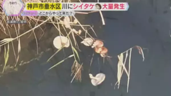 【謎】どうして？どこから？”おびただしい数”のシイタケ　神戸市垂水区の川に出現、誰かが捨てた？