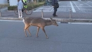 大阪の街中に現れた「シカ」は住宅街に居座り続け…梅田の「パイプ」はようやく切断　交通規制も解除へ