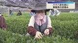 「八十八夜を前に…高級緑茶「舞鶴茶」の初摘み　全国の品評会でも高い評価　約9トンが出荷見込み」の画像1