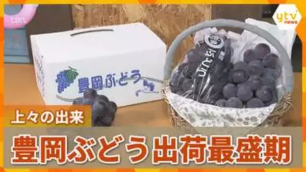 【秋の味覚】「豊岡ぶどう」出荷最盛期　甘みと酸味のバランスが良く上々の出来　収穫は11月末まで