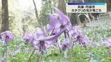 「春の訪れを告げるカタクリの花が見ごろ　薄紫の花びらが反り返るように開く　兵庫・丹波市の群生地」の画像1