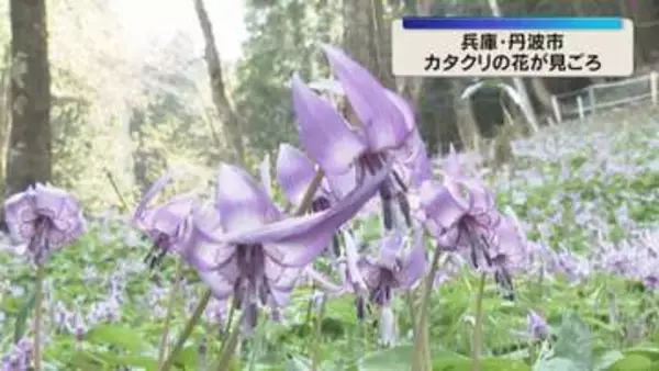 春の訪れを告げるカタクリの花が見ごろ　薄紫の花びらが反り返るように開く　兵庫・丹波市の群生地