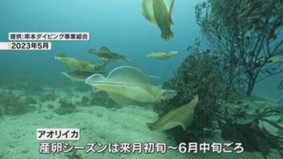 アオリイカ産卵床設置　串本沖にダイバーら
