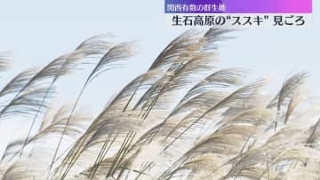 銀色に輝くススキの大パノラマ　関西有数の群生地・和歌山県の生石高原　見ごろは11月中旬ごろまで