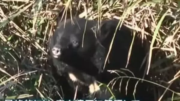 「人が見下されている…」“過去最悪のクマ被害”はなぜ？“冬眠しないクマ”も…専門家が指摘するクマの変化と必要な対策