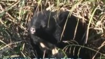 「人が見下されている…」“過去最悪のクマ被害”はなぜ？“冬眠しないクマ”も…専門家が指摘するクマの変化と必要な対策