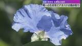 「友禅染の染料「アオバナ」の摘み取り作業がピーク　コバルトブルーの花びらが特徴　滋賀・草津市」の画像1