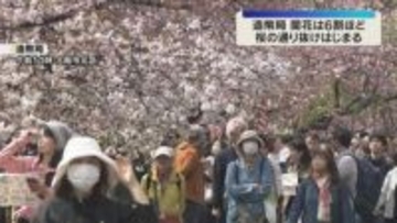 「感動して胸がいっぱい」大阪の春彩る造幣局『桜の通り抜け』始まる　咲き誇る140品種、約330本